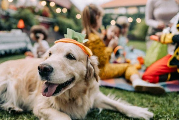 How to Host a Pet Friendly Event in Your Community